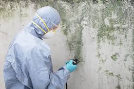 Best Mold Damage Restoration  in West Orange, TX